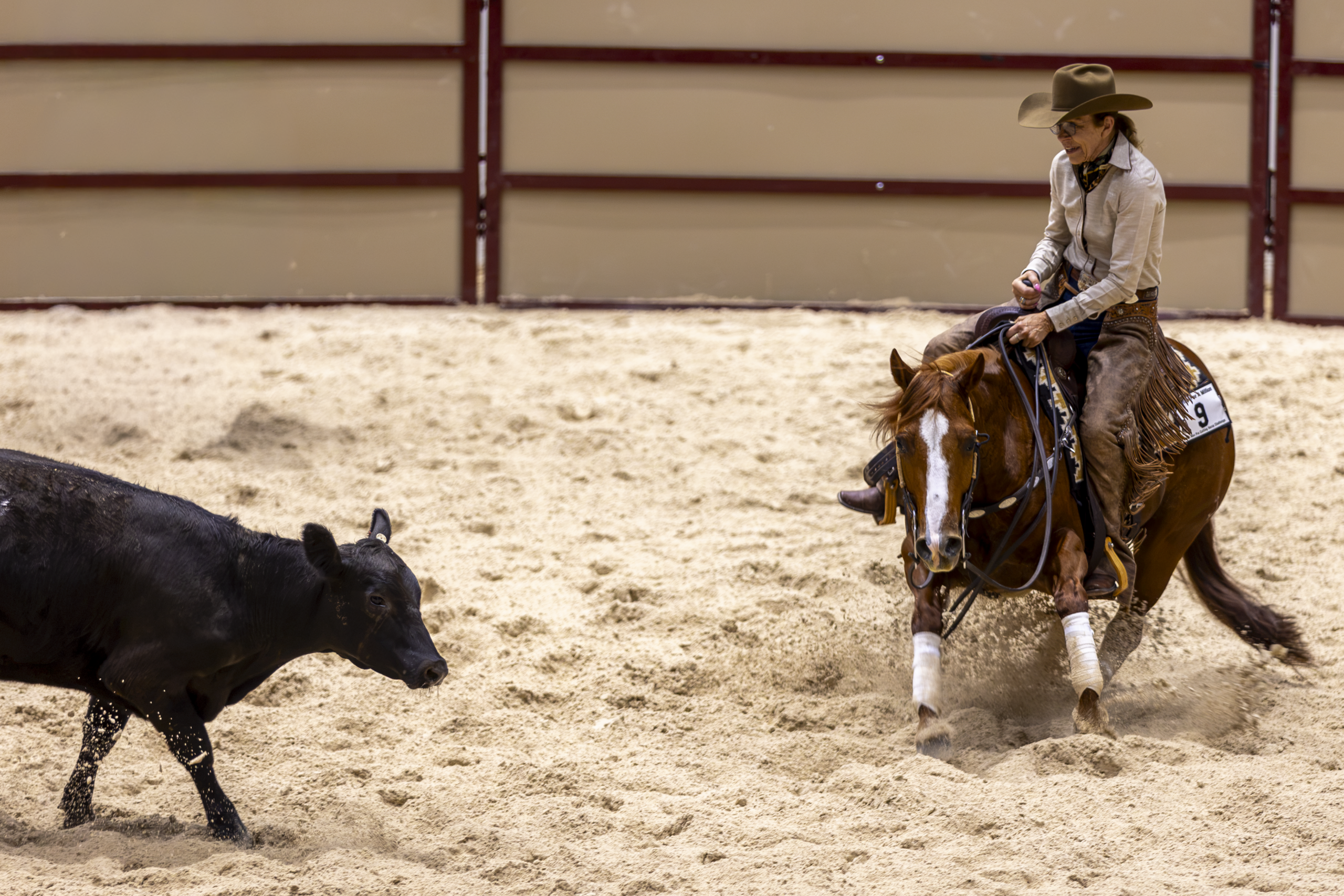 Cowboy on horseback working a black cow during a roping event in a sandy arena with metal fencing