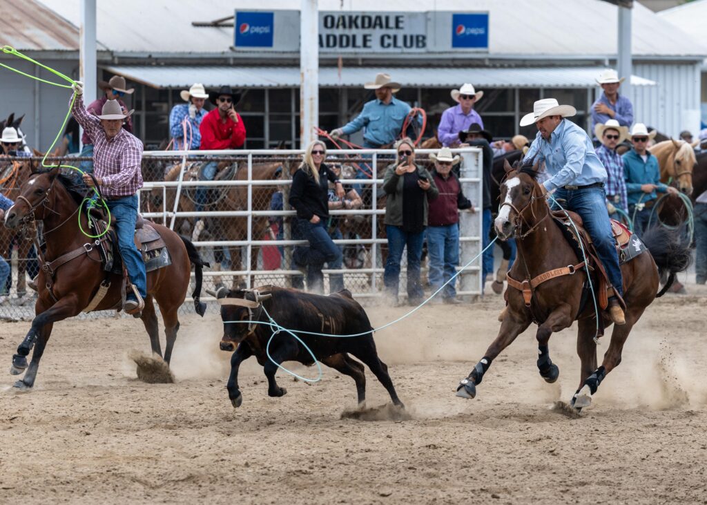 Two ropers on horseback work together to rope a black steer during team roping competition at Oakdale Saddle Club