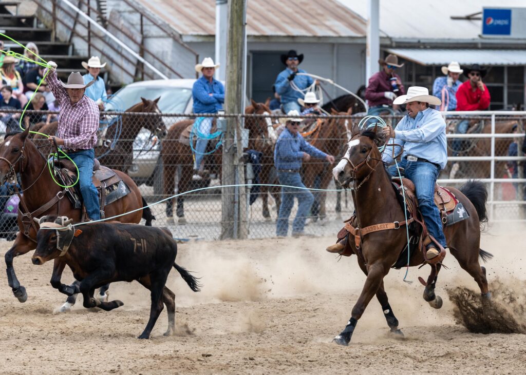 Two ropers on horseback chase a black steer during a team roping event at a rodeo arena with spectators lining the fence
