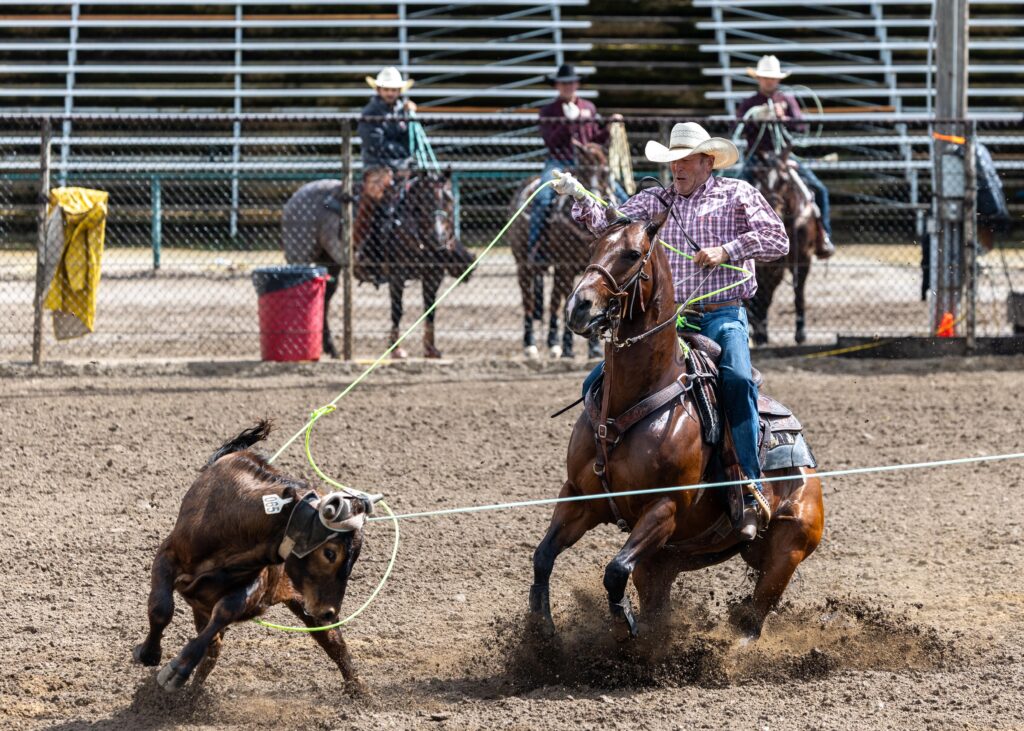 Roper on horseback swings lasso toward steer during rodeo competition in arena with metal fencing and spectators in background
