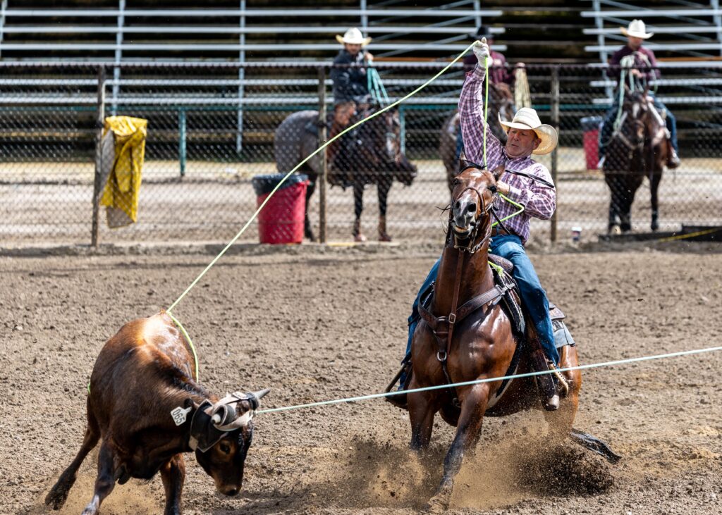 Roper on horseback swings lasso at steer during rodeo competition in arena with spectators and other riders in background