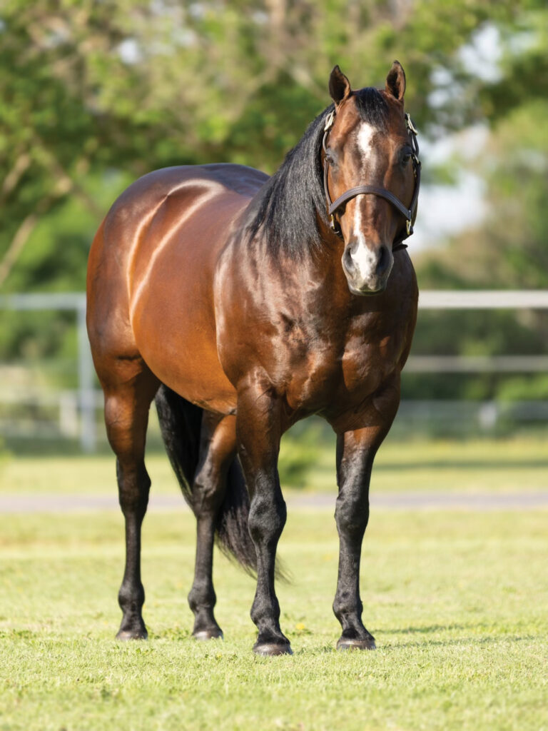 Muscular bay stallion with a blaze and leather halter standing squarely on green grass in a sunlit pasture