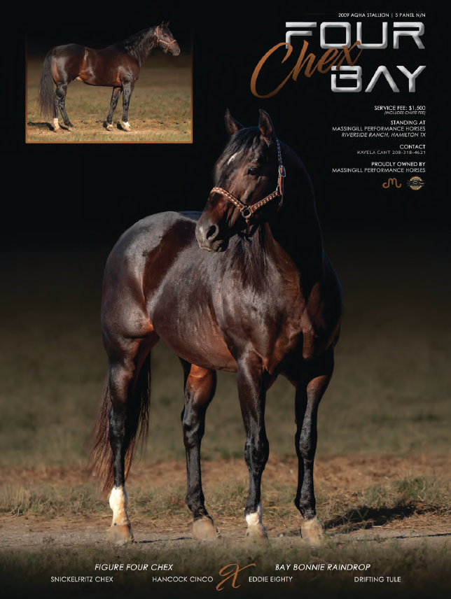 Stallion breeding ad for Four Chex Bay showing a dark bay Quarter Horse stallion in a halter with an inset conformation photo
