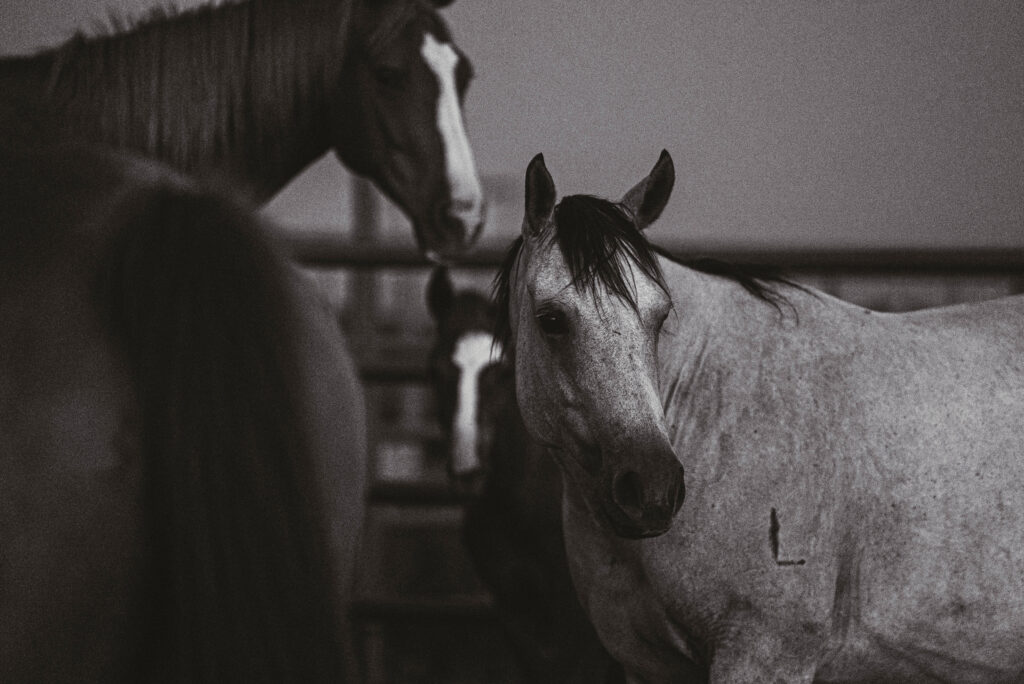 Two horses in halters stand in a pen, one in sharp focus facing the camera in the foreground with ears alert