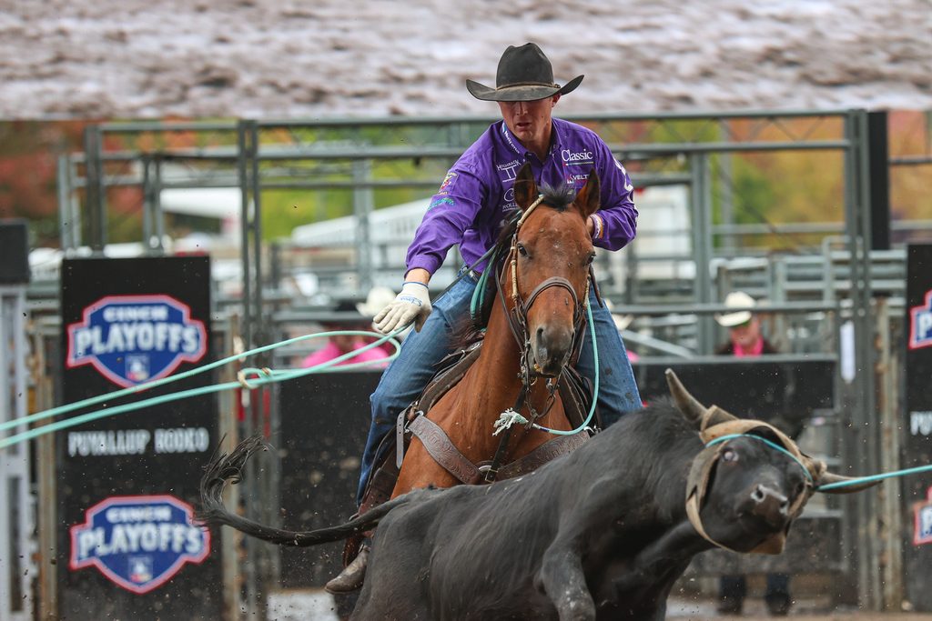 Cowboy in purple jacket ropes a black steer from a brown horse during a rodeo event, with playoff signage visible in the background