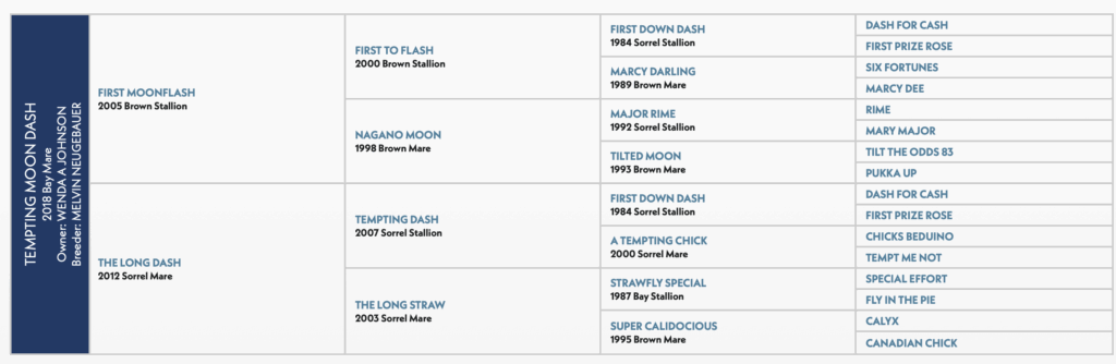 tempting moon dash pedigree papers