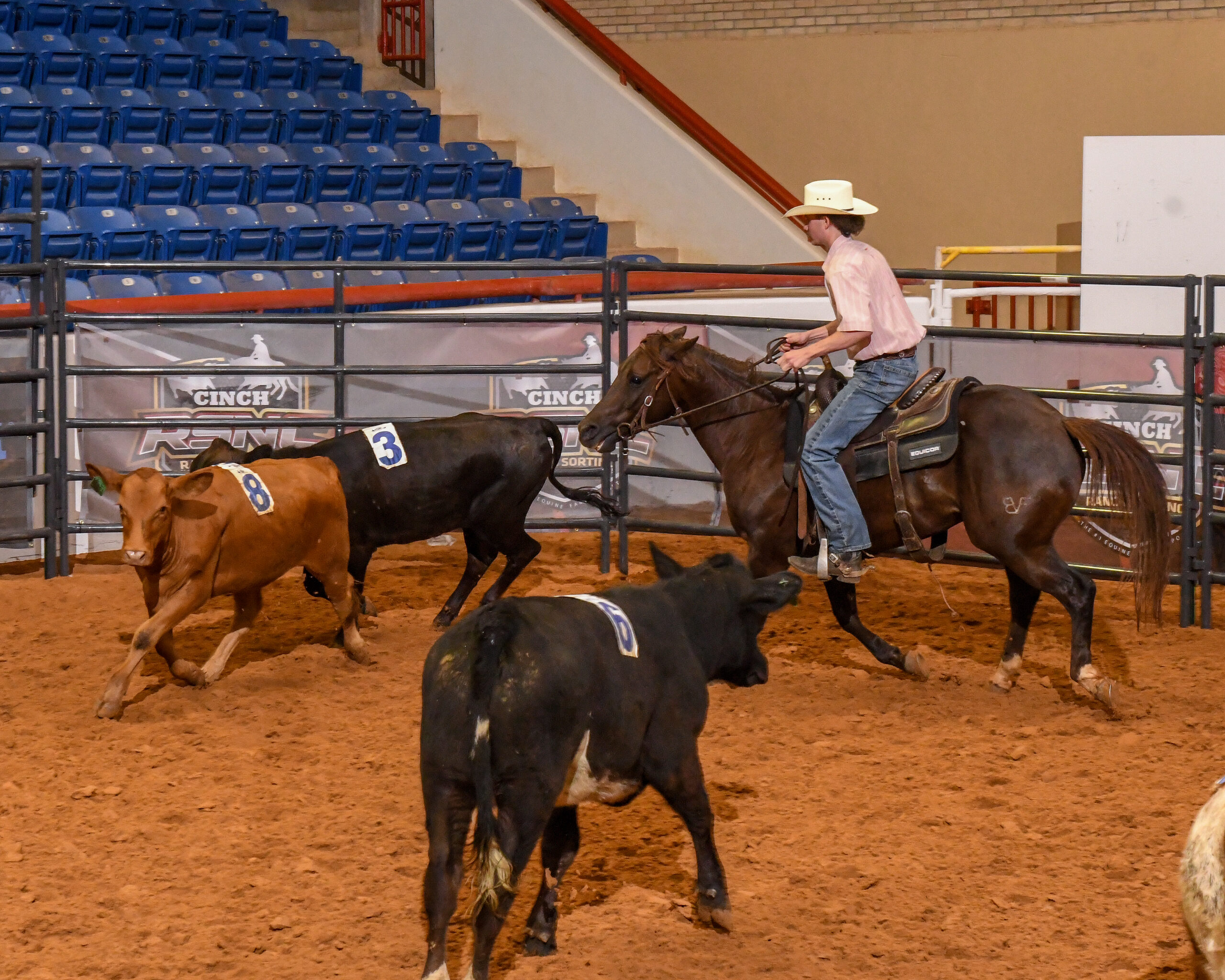 Cowboy on horseback sorting cattle numbered 8 in indoor arena with blue bleachers and Cinch signage visible