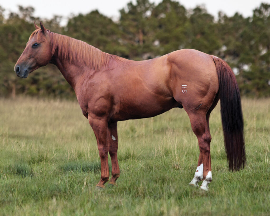 Sorrel horse with white blaze standing in profile in pasture with forest background