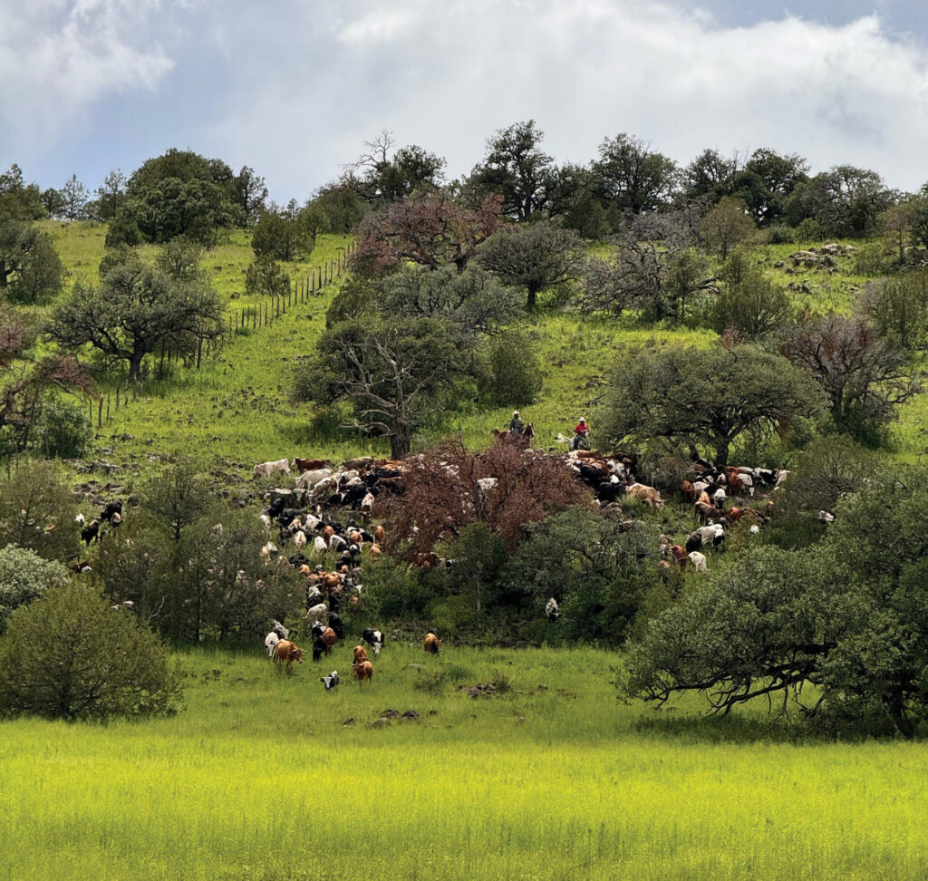 Cowboys herding a mixed herd of cattle across rolling green pasture dotted with oak trees