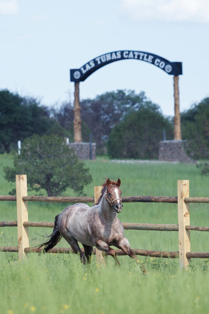 Gray horse trotting through pasture behind wooden fence with Las Tunas Cattle Co ranch gate in background