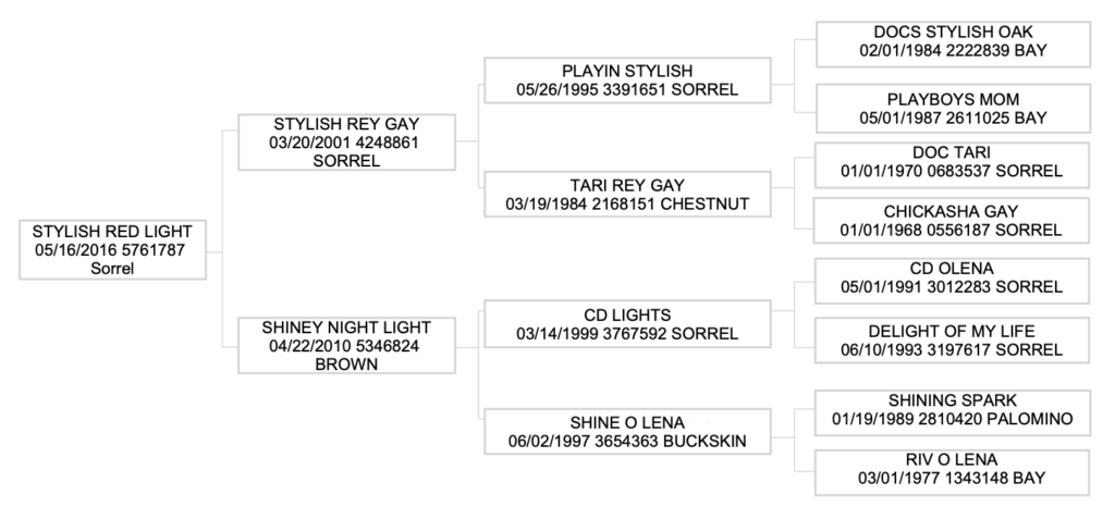 Five-generation pedigree chart for Stylish Red Light, a 2016 sorrel horse, listing sires and dams with birth dates, registration numbers and colors