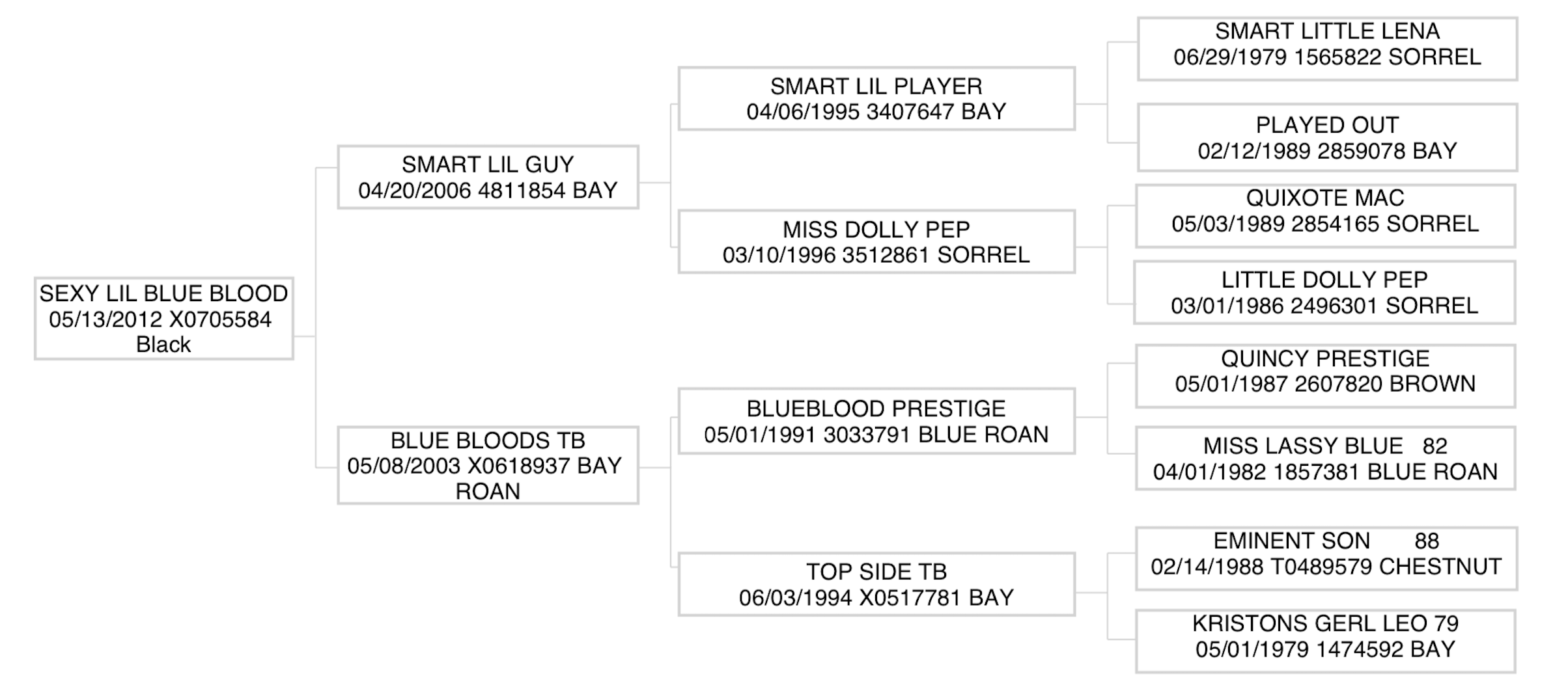 Three-generation pedigree chart for Sexy Lil Blue Blood, a 2012 black mare, listing sire, dam, grandparents and great-grandparents