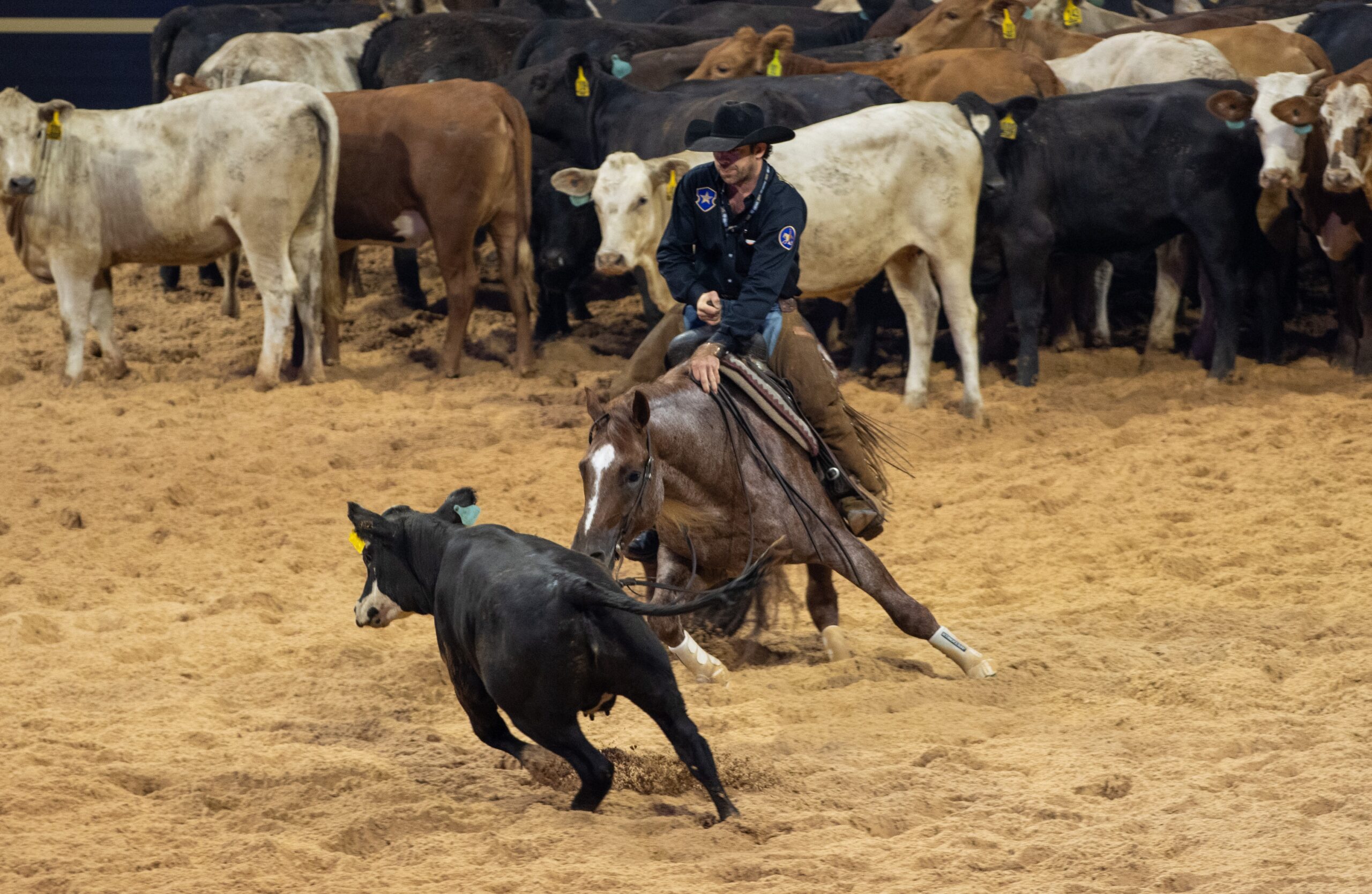 Cowboy on horseback working cattle during a rodeo event, with a black steer in the arena and additional cattle visible in the background