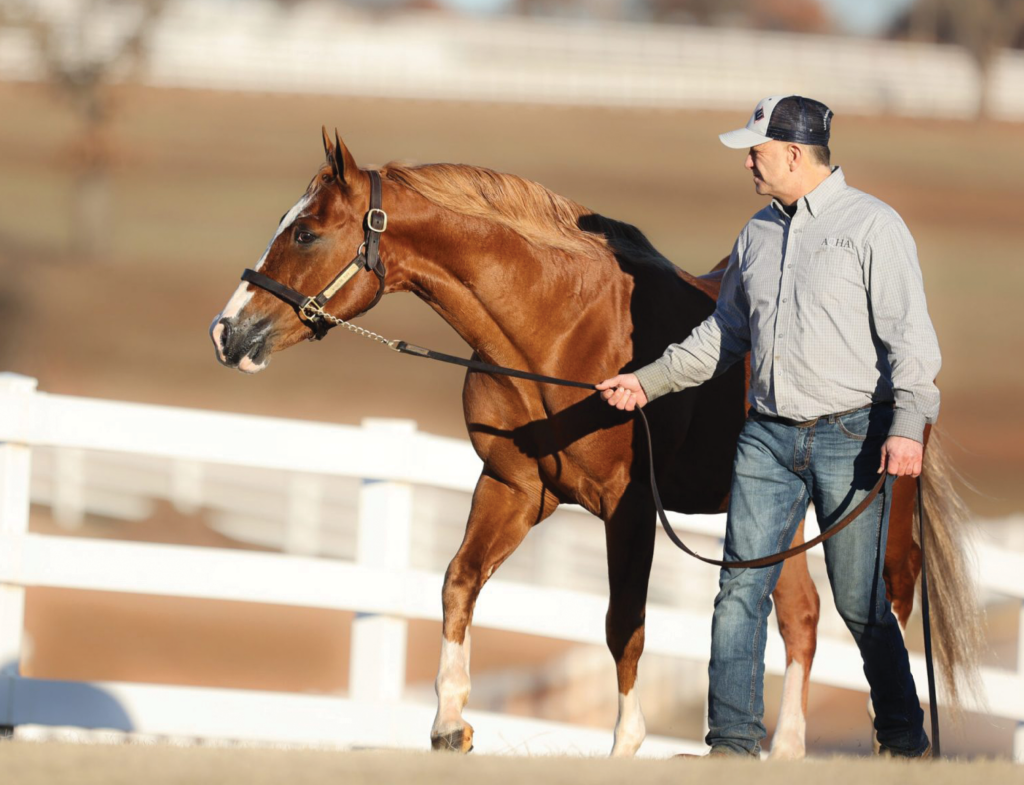 Handler in a ball cap and gray shirt leads a chestnut horse with a blaze along a white rail fence
