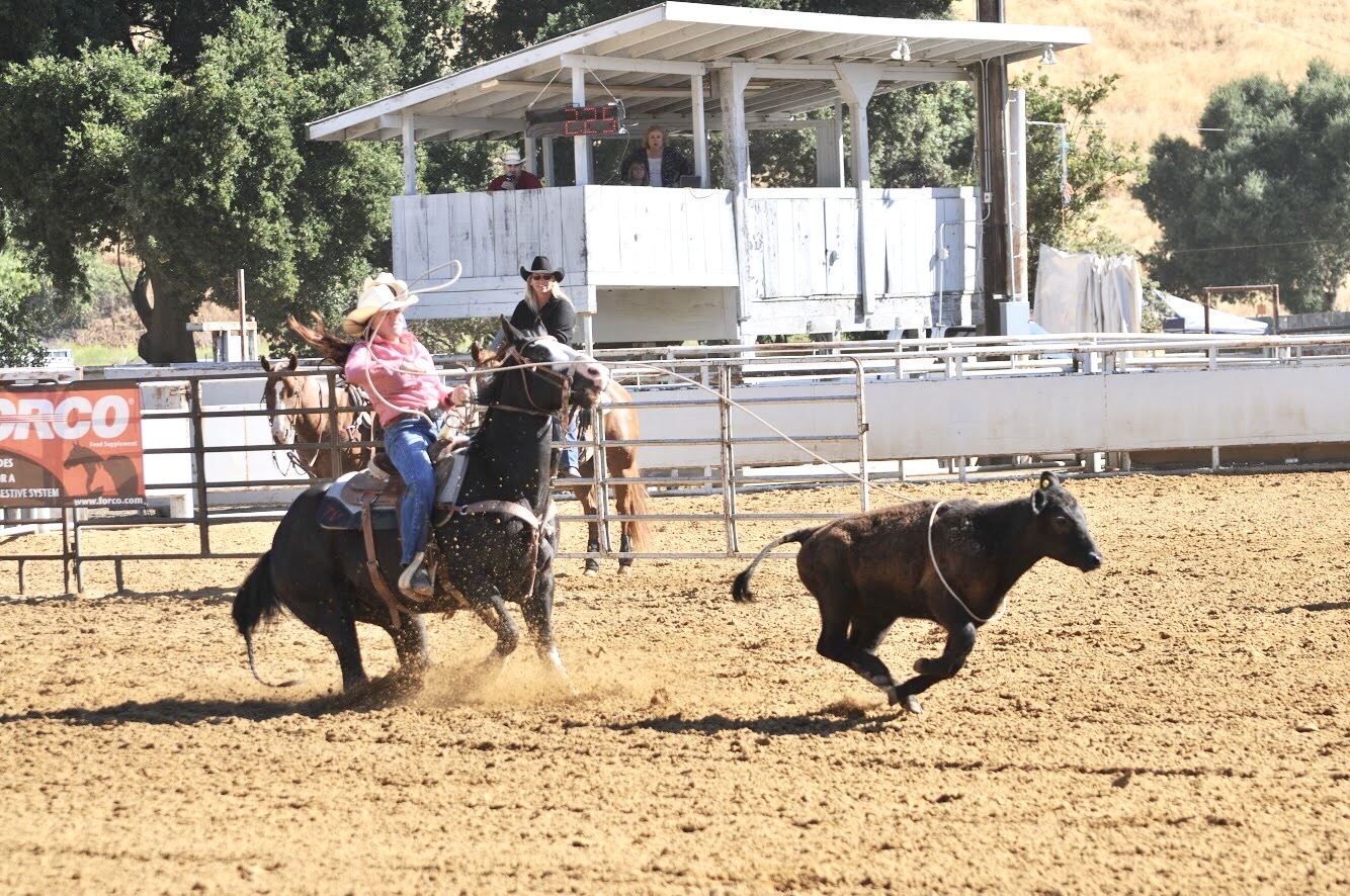 Roper on horseback chases steer across arena dirt during rodeo competition with spectator stands and announcer booth visible in background