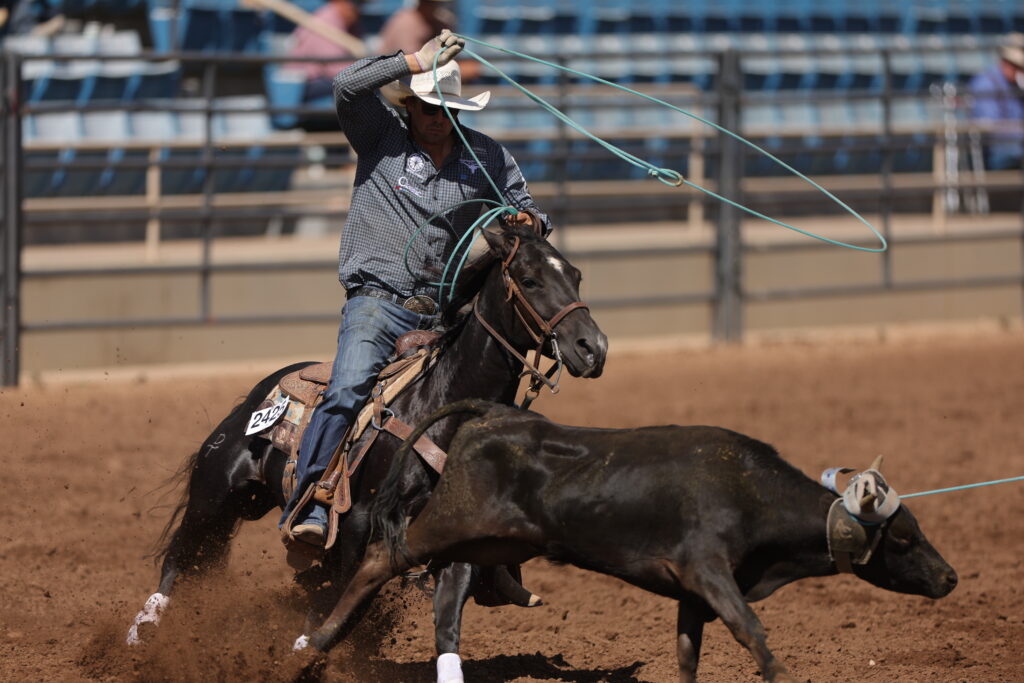 Roper on dark horse swings lasso while approaching steer during roping event at indoor rodeo arena