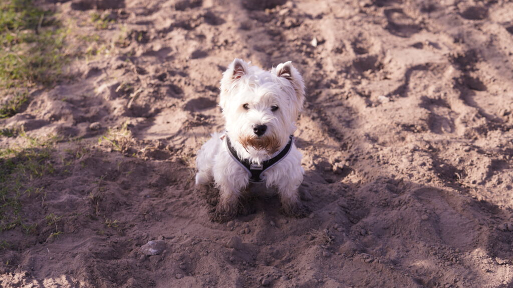 Small white terrier in a black harness sitting on churned-up dirt ground at a rodeo arena