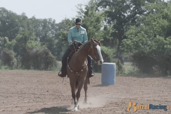 Rider on chestnut horse approaching blue barrel during barrel racing pattern in arena
