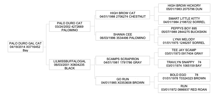 Five-generation pedigree chart for a 2014 bay mare, tracing sires and dams including High Brow Cat and Scamps Scrapiron
