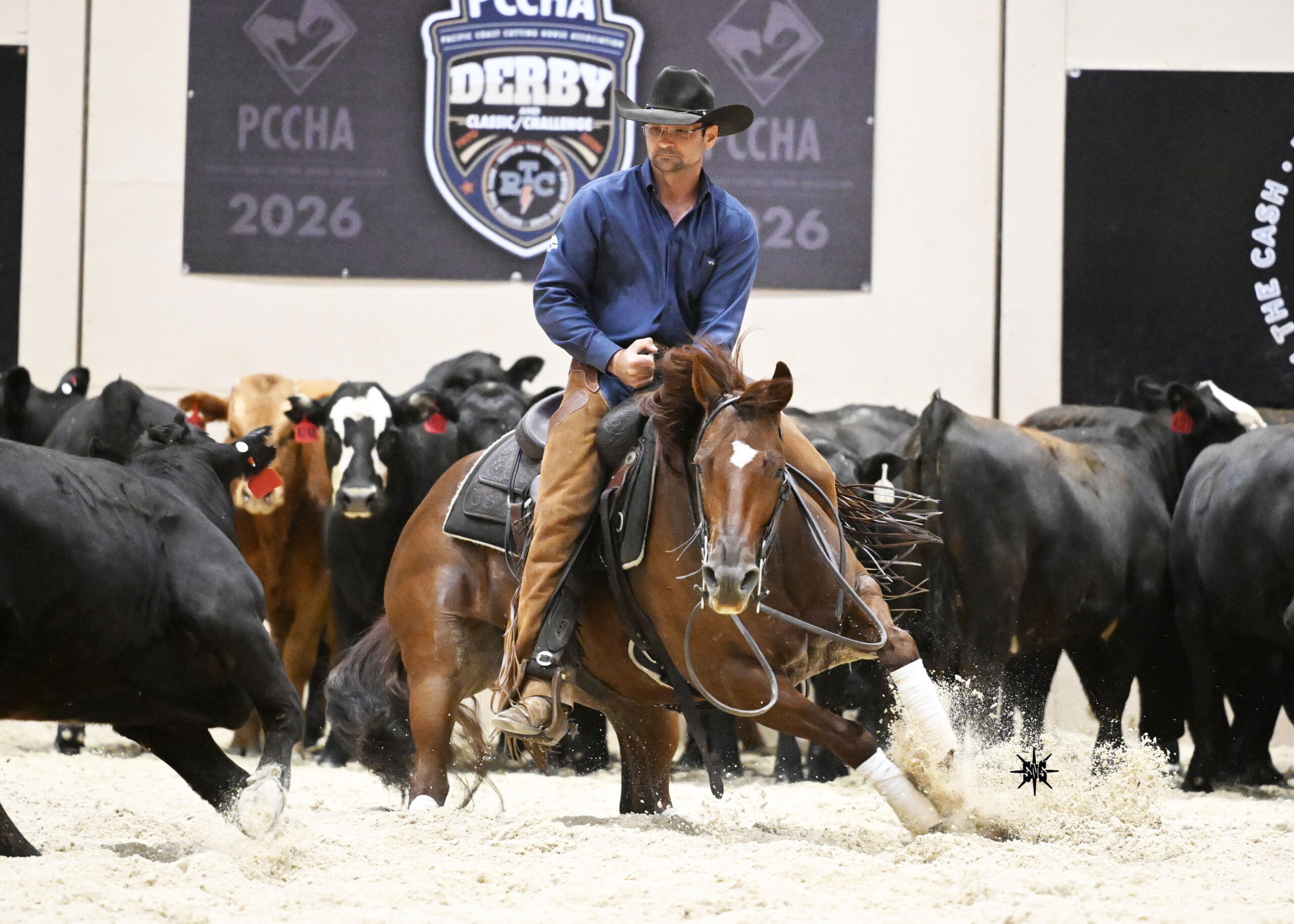 Cutter in black hat and blue shirt works a sorrel horse low and hard in front of the cattle herd at a PCCHA Derby