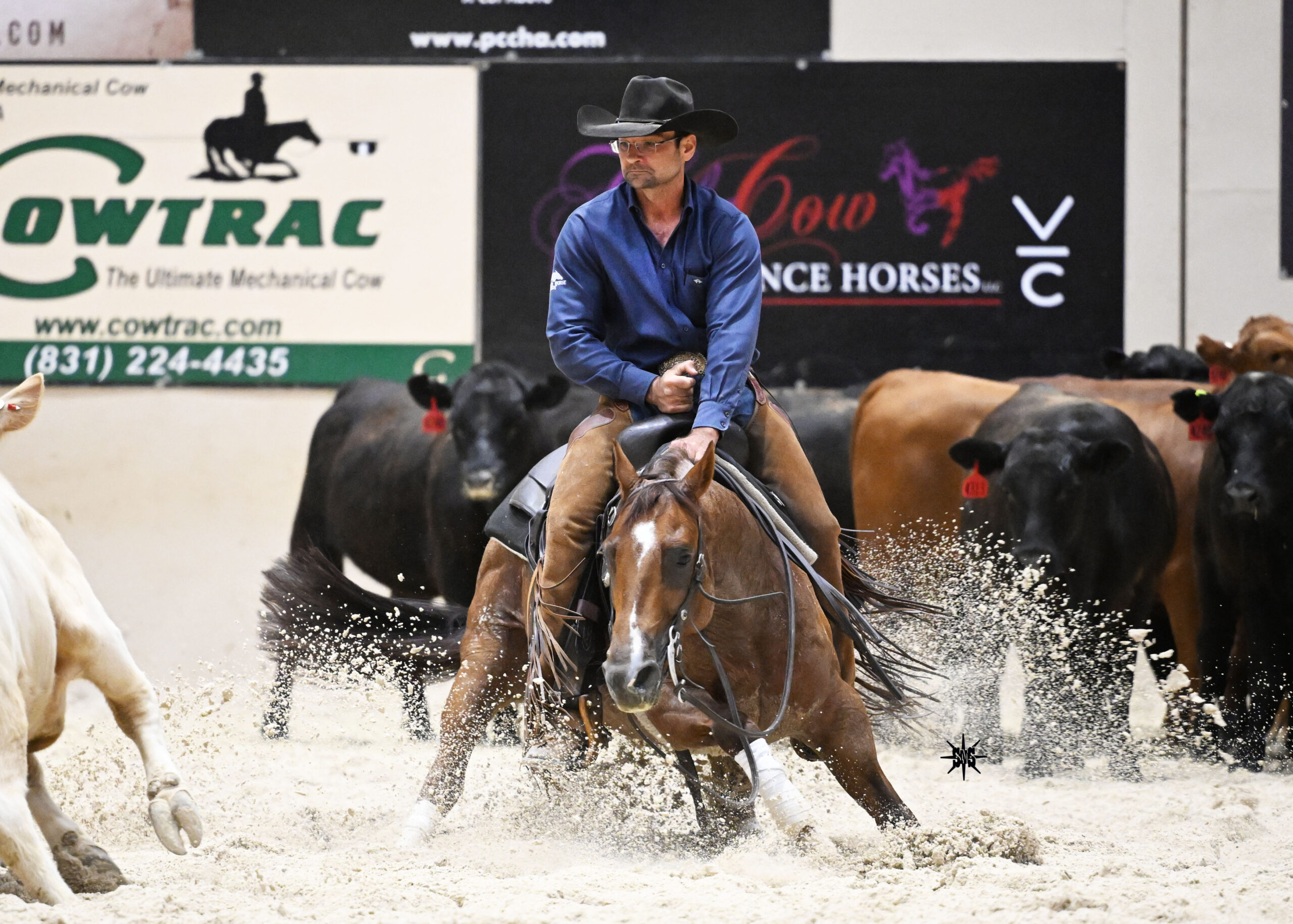 Cutting horse rider in black cowboy hat and blue shirt works a sorrel horse low through deep sand as cattle scatter behind