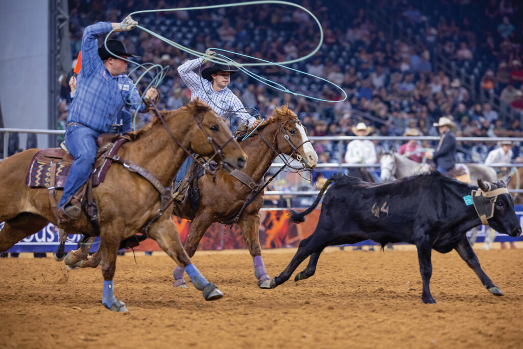 Two team ropers swing their loops on sorrel horses as they chase a black steer wearing horn wrap across an indoor arena