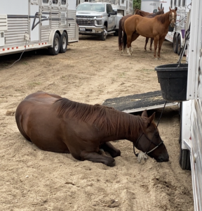 Bay horse lying down and resting in the dirt beside a trailer while another horse stands tied in the background