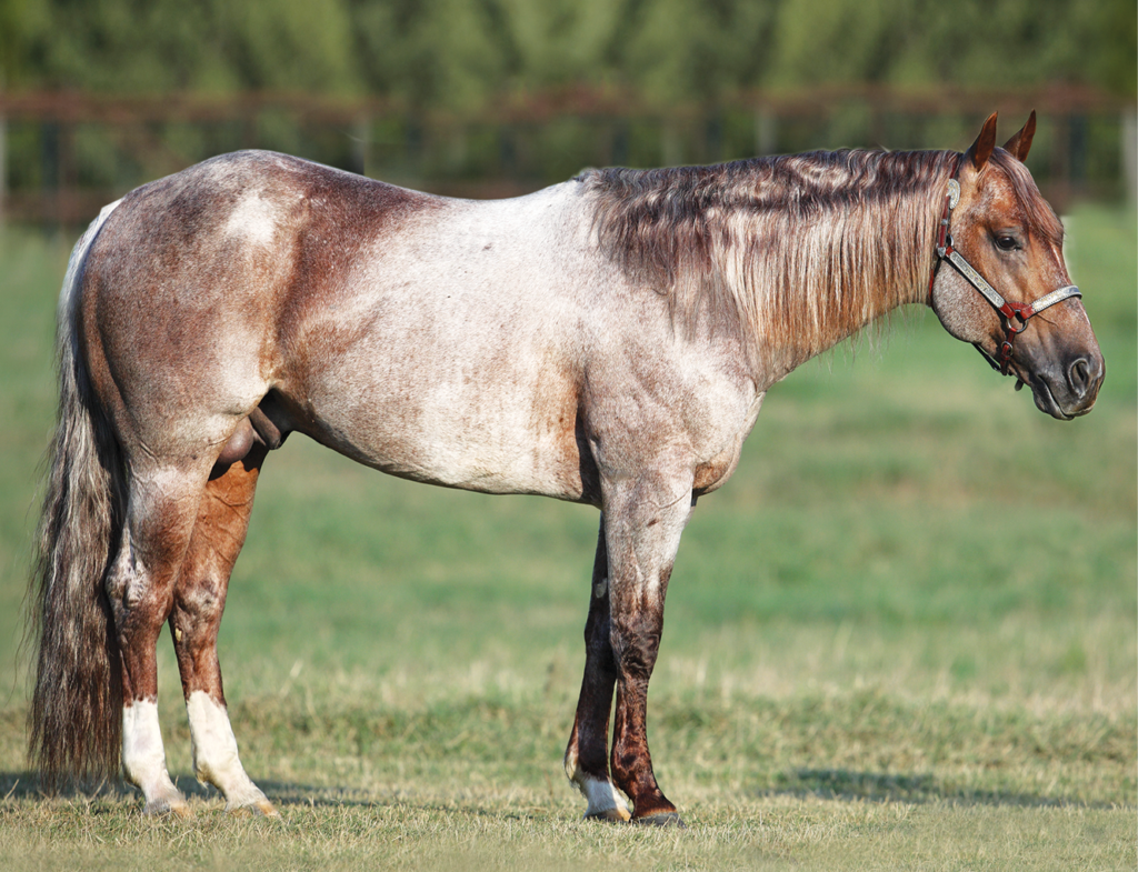 Red roan Quarter Horse gelding in a silver-trimmed show halter standing squared up on grass for a conformation photo