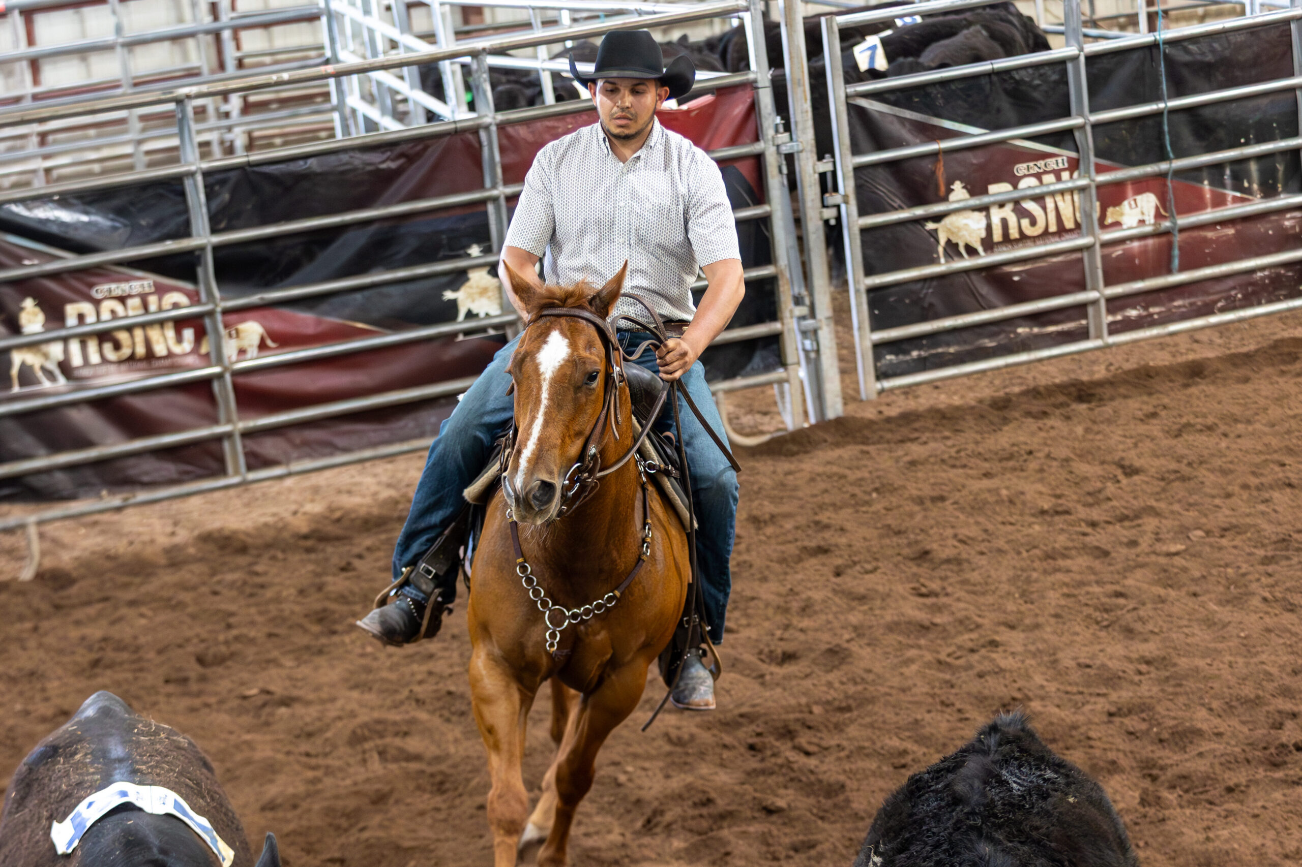 Cowboy in a black hat rides a sorrel horse through the dirt arena, working cattle in front of Cinch RSNC banners