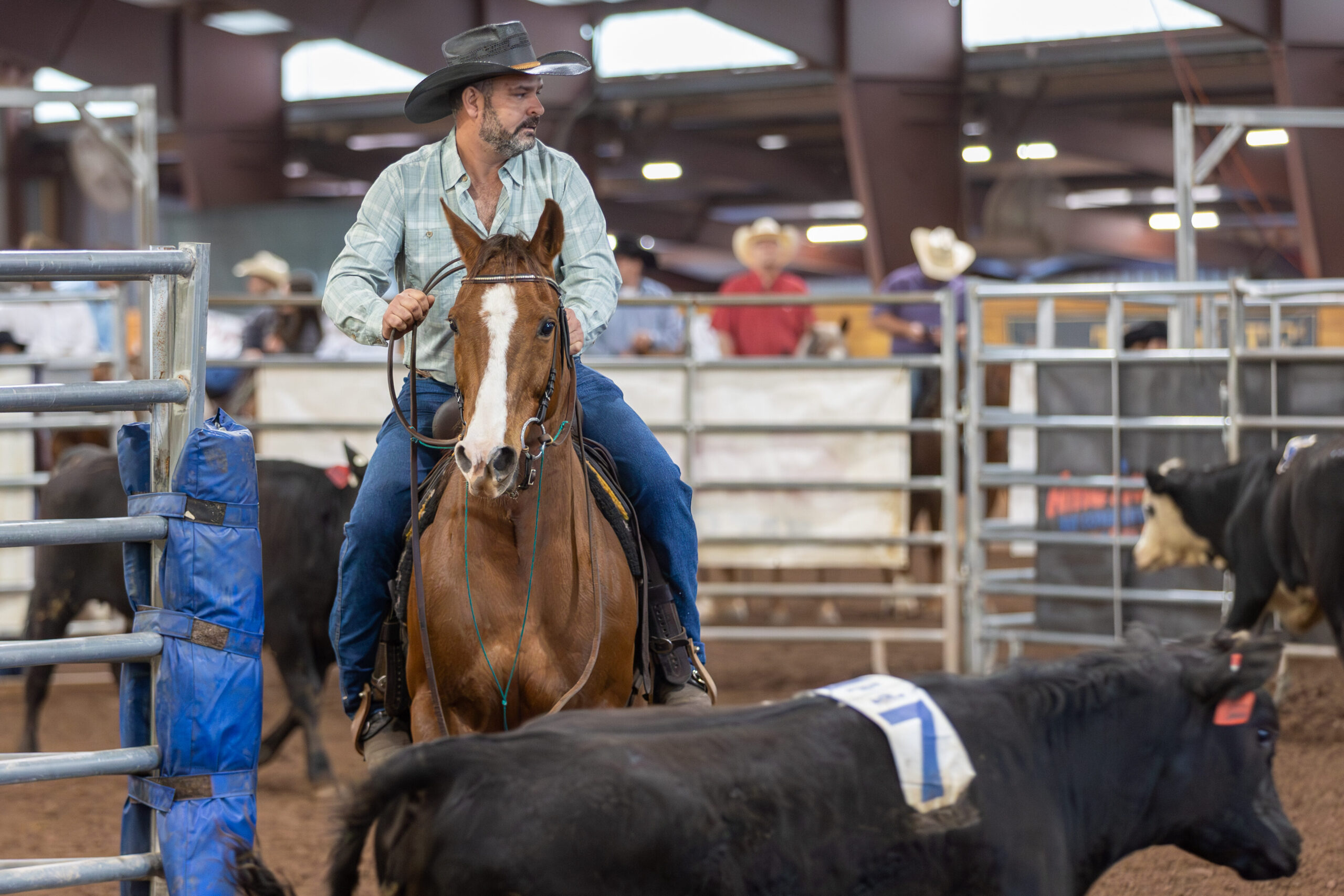 Cowboy in a black hat rides a sorrel horse with a blaze through an indoor arena while working numbered black cattle