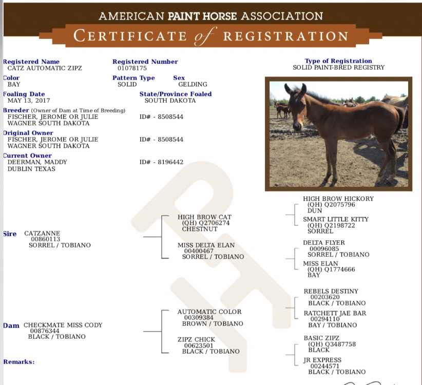 American Paint Horse Association Certificate of Registration for a bay solid Paint-bred gelding, with photo and pedigree