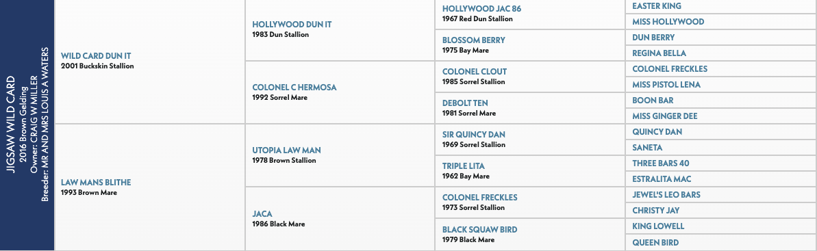 Five-generation pedigree chart for Jigsaw Wild Card, a 2016 brown gelding, listing sires and dams including Wild Card Dun It and Law Mans Blithe