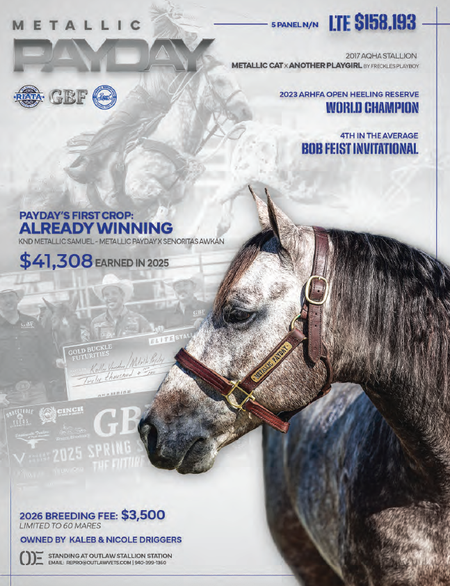 Stallion breeding ad for Metallic Payday featuring a gray horse in profile wearing a leather halter, with earnings and stud fee details