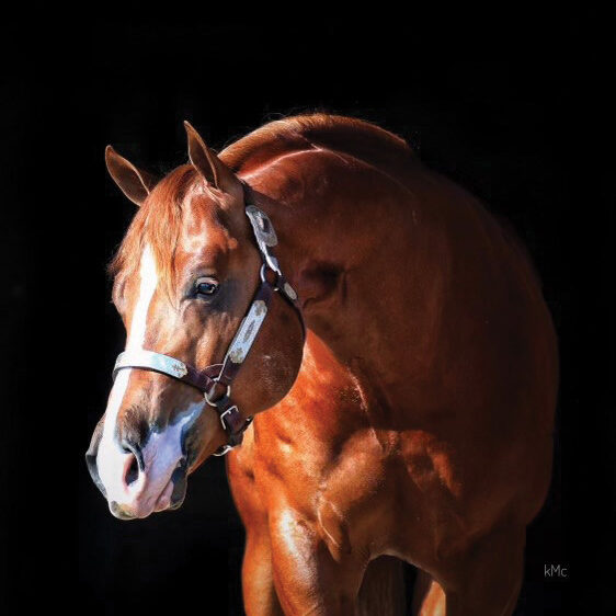 Chestnut horse with white blaze wearing halter against black background, head turned toward camera