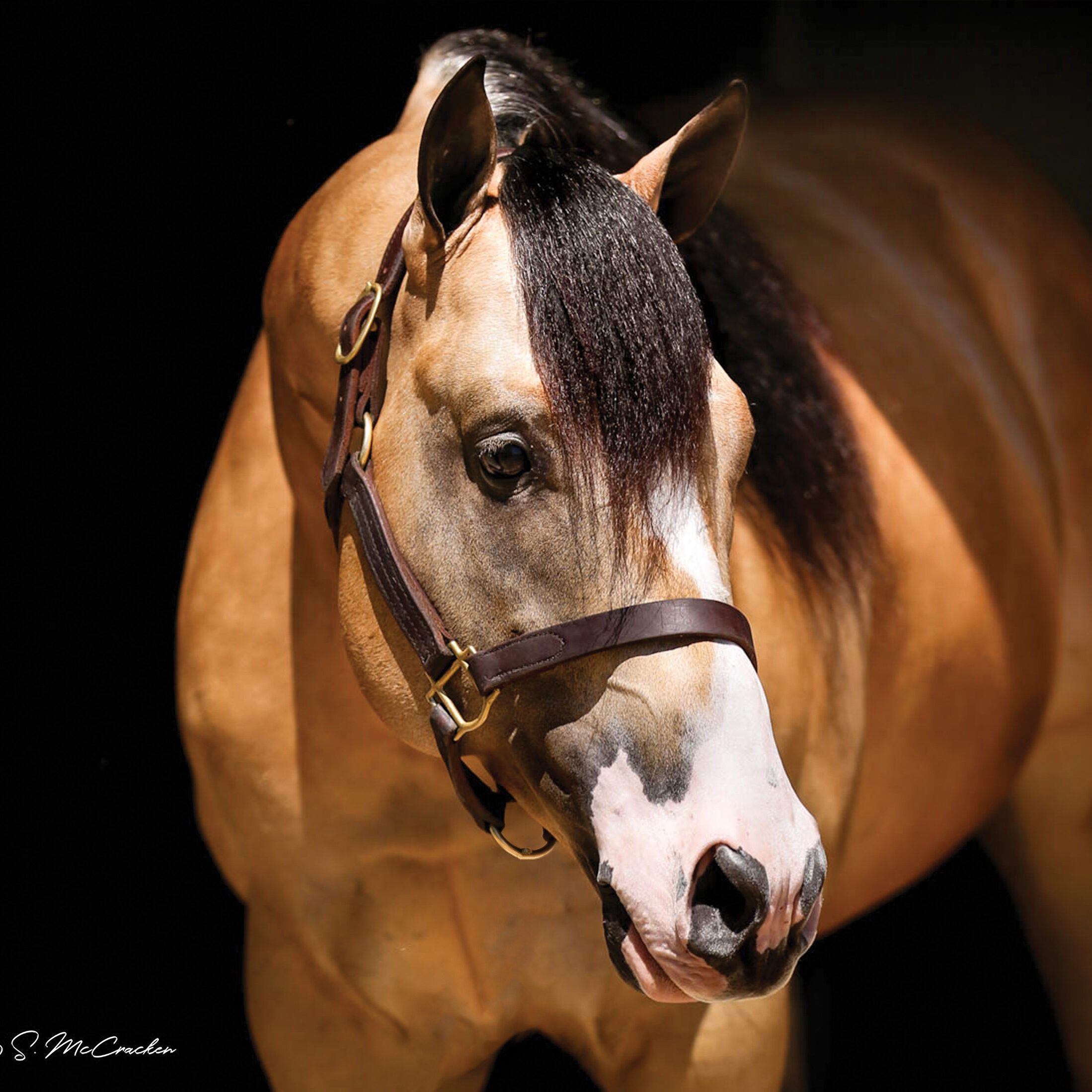Bay and white horse wearing a dark leather halter and lead rope against a black background