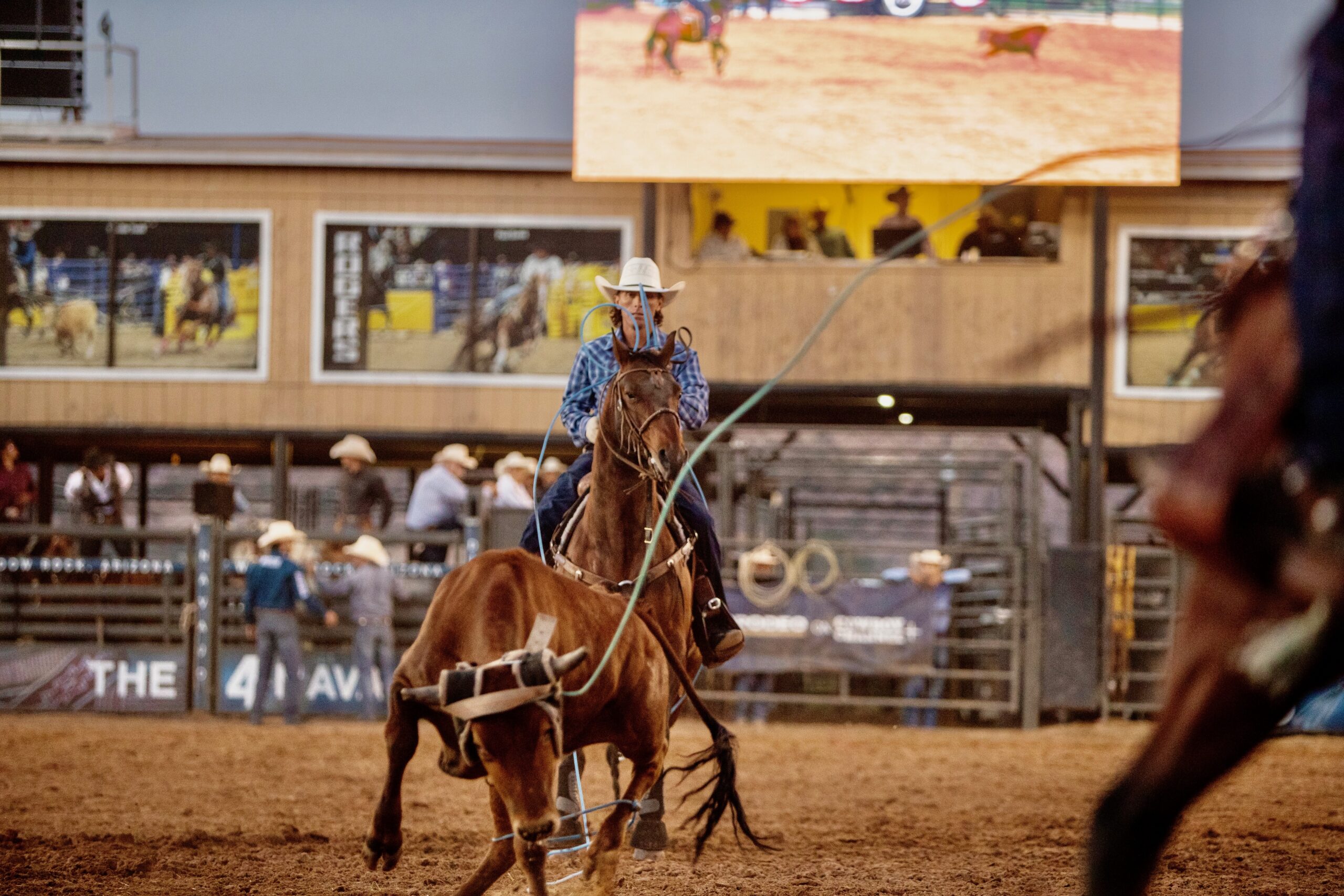 Roper on horseback approaches cattle in arena during rodeo event, with grandstands and scoreboard visible behind