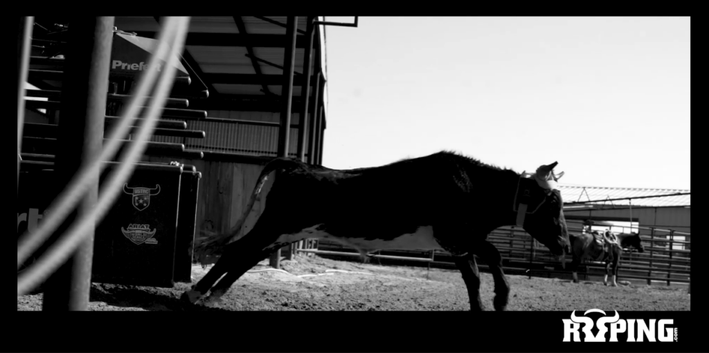 Black horse exiting a roping chute at a rodeo arena with metal gates and grandstands visible in background