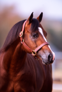 Paddys Irish Whiskey, Legendary Four Sixes Sire, Dies at 35