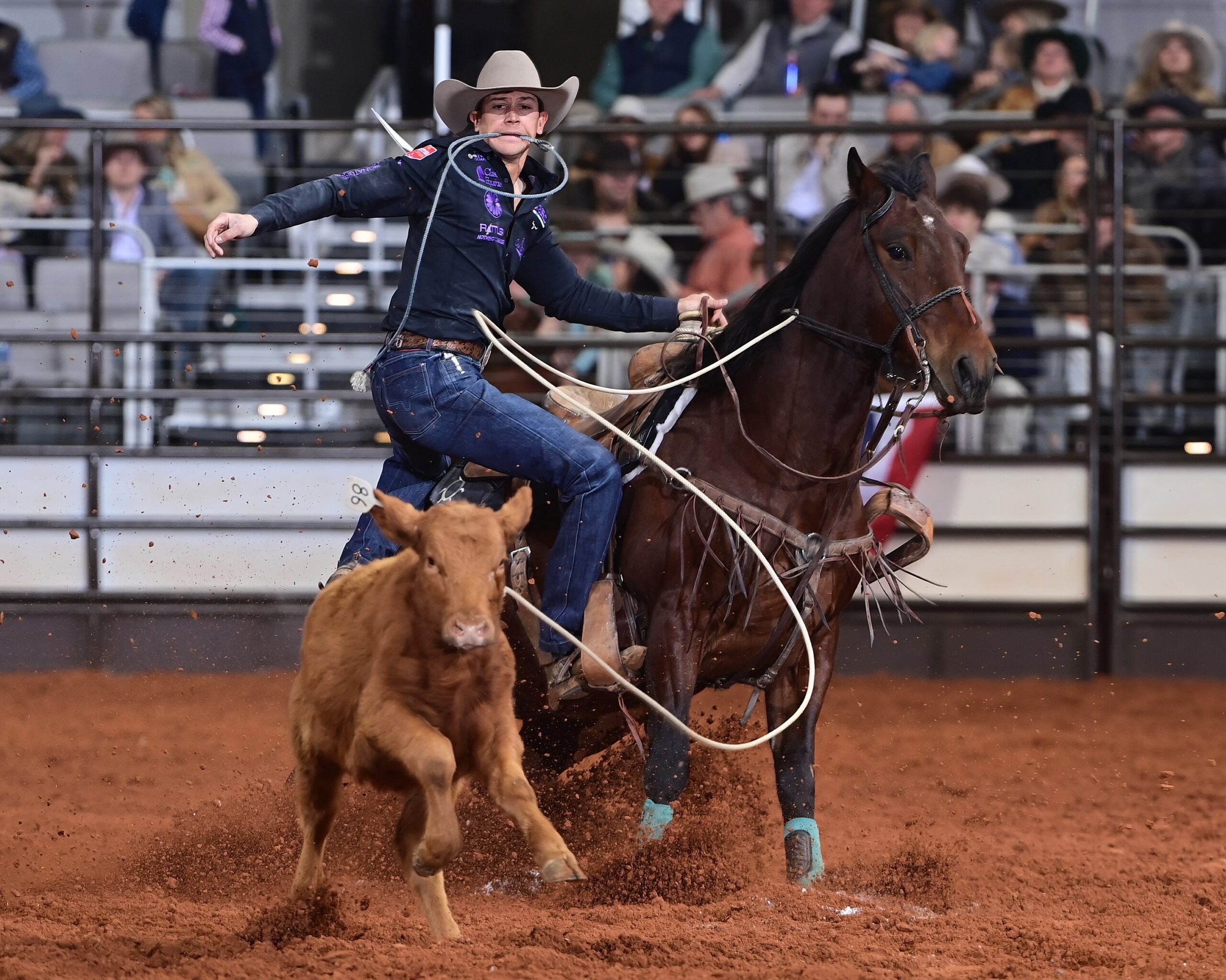 Roper on horseback swings lasso toward brown calf during rodeo competition in arena with spectators in bleachers behind