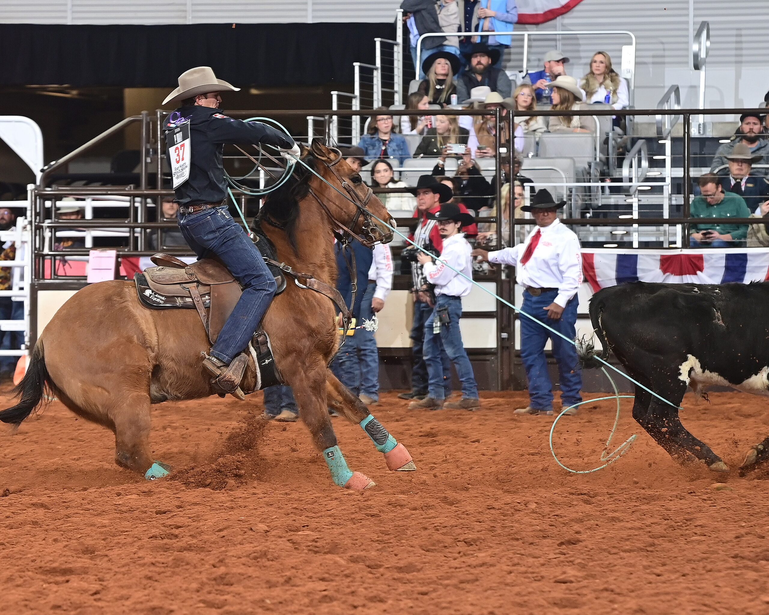 Cowgirl on brown horse roping black steer during breakaway roping event at indoor rodeo arena with spectators in stands