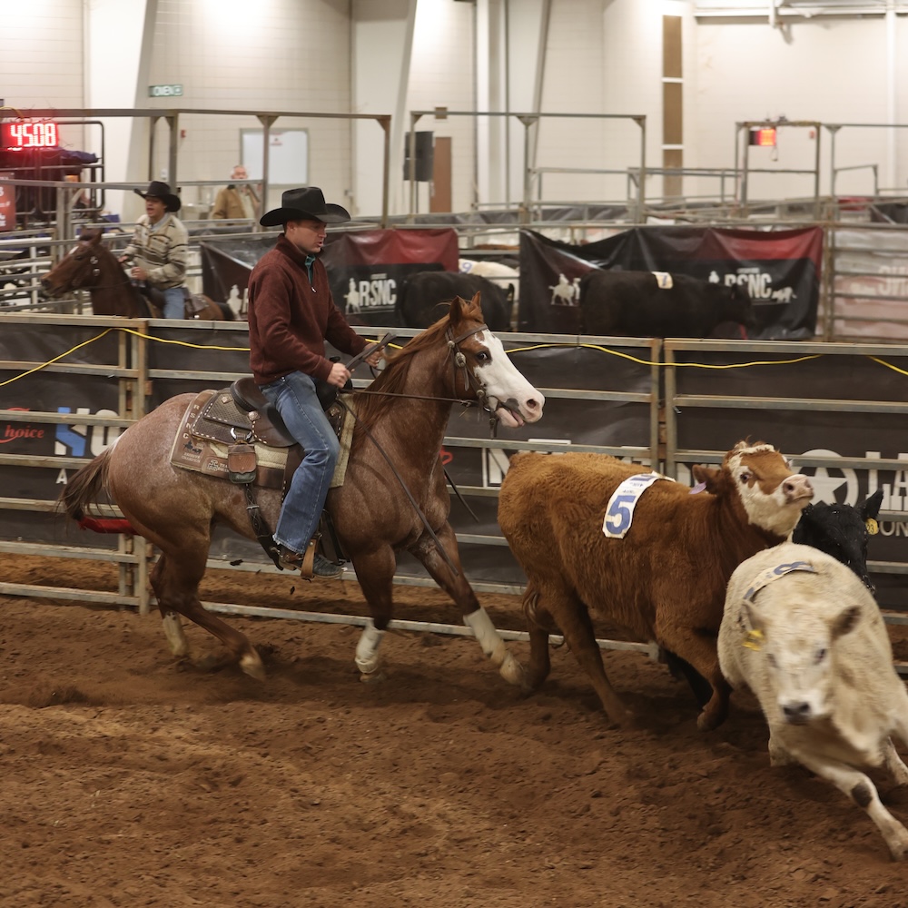 Cowboy in black hat and maroon pullover turns his roan horse to cut numbered cattle during an indoor ranch sorting run