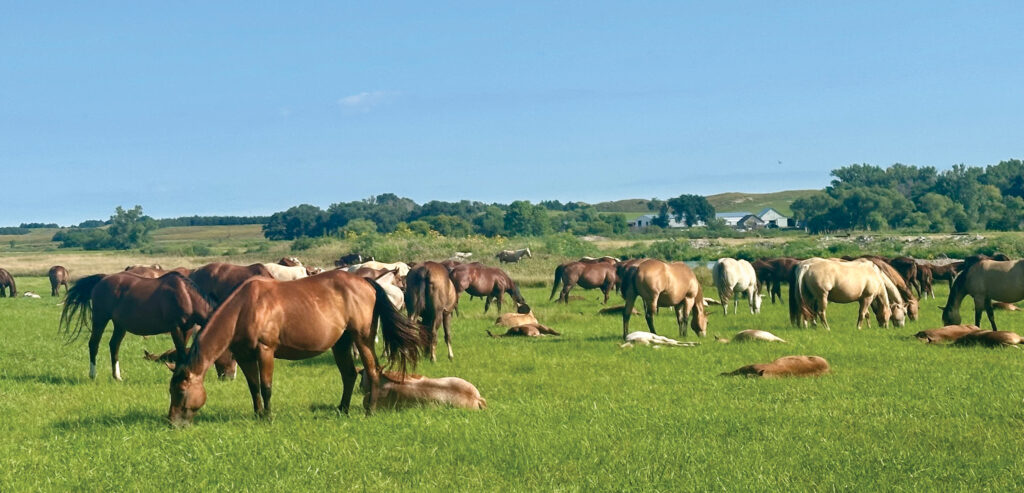 Herd of horses grazing in a lush pasture with ranch buildings and tree-lined hills in the background