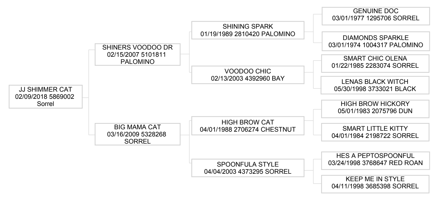 JJ Shimmer Cat horse pedigree