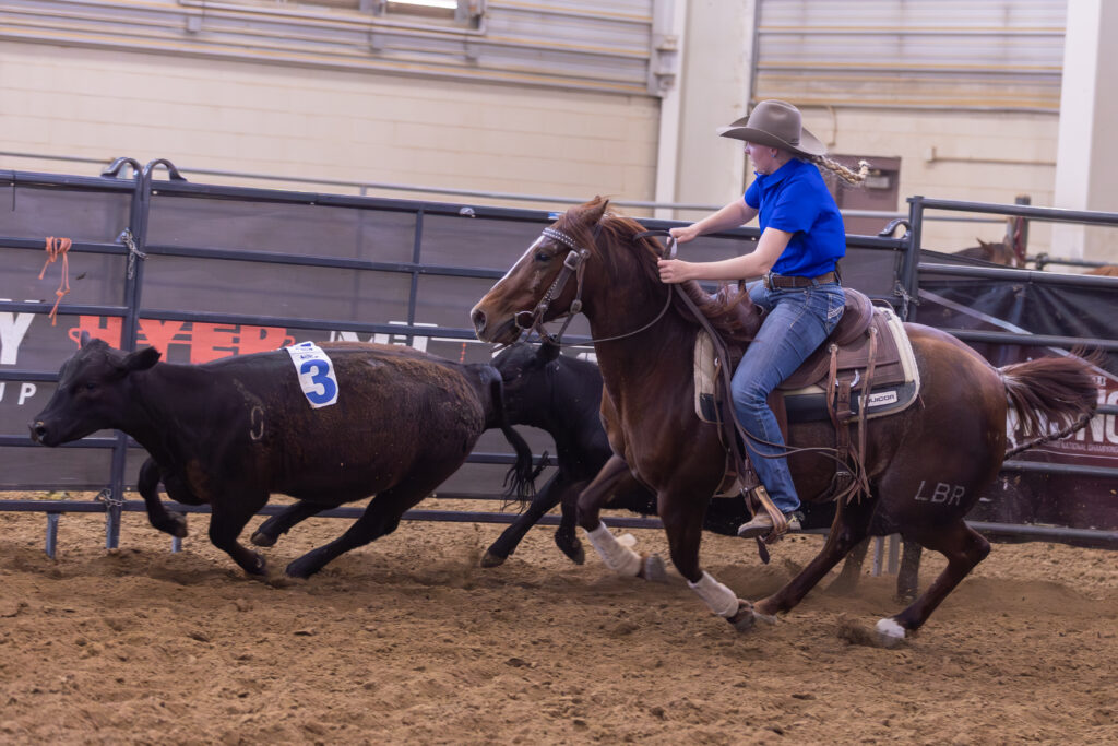 Rider in a blue shirt and cowboy hat works a chestnut horse to cut cattle, including a steer numbered 3, in an indoor arena