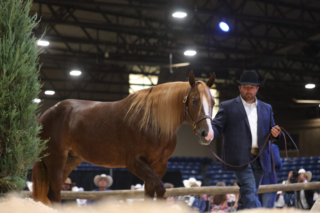 Handler in a black cowboy hat and blue jacket leads a flaxen-maned chestnut horse in an indoor halter class