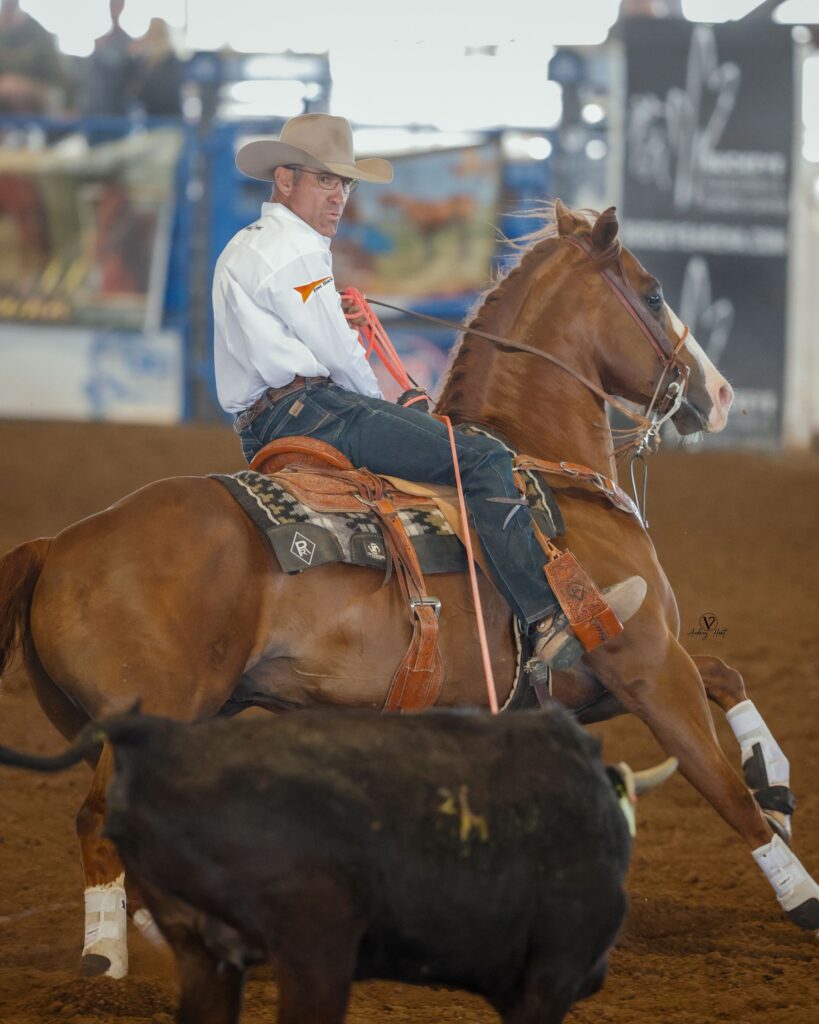 Cowboy in white shirt and tan hat on brown horse approaching black calf during rodeo roping event