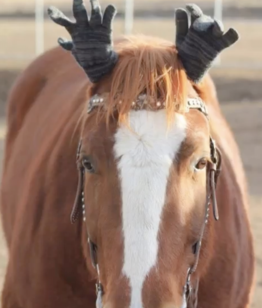 Boss with his roping gloves on his ears