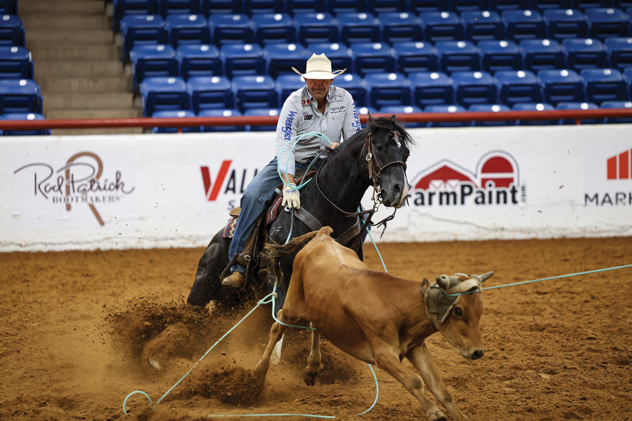 Cowboy on black horse roping brown steer during rodeo competition in indoor arena with sponsored barrier boards