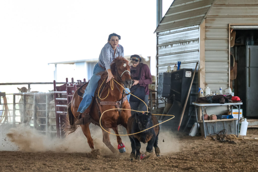 Breakaway roper on a chestnut horse swings her loop toward a black calf as dust flies in an indoor arena