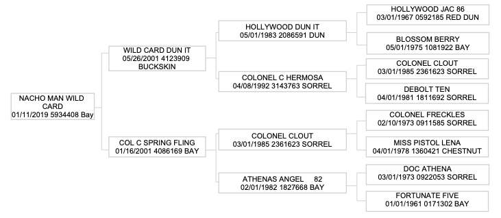 Four-generation pedigree chart for Nacho Man Wild Card, a 2019 bay, tracing back through Hollywood Dun It and Colonel Clout